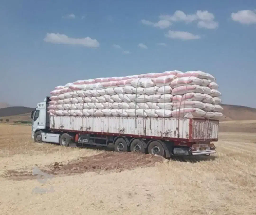 کاه موجود است|حیوانات مزرعه|رشتخوار, |دیوار