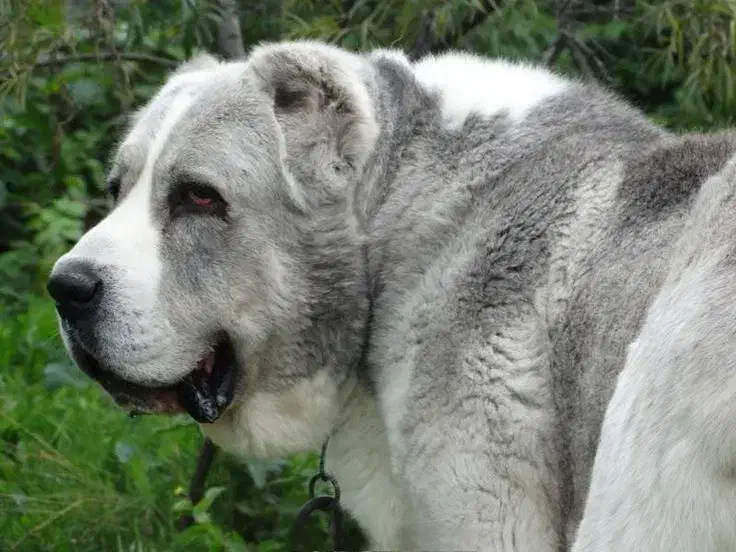 ماده الابای روس|سگ|تهران, منیریه|دیوار