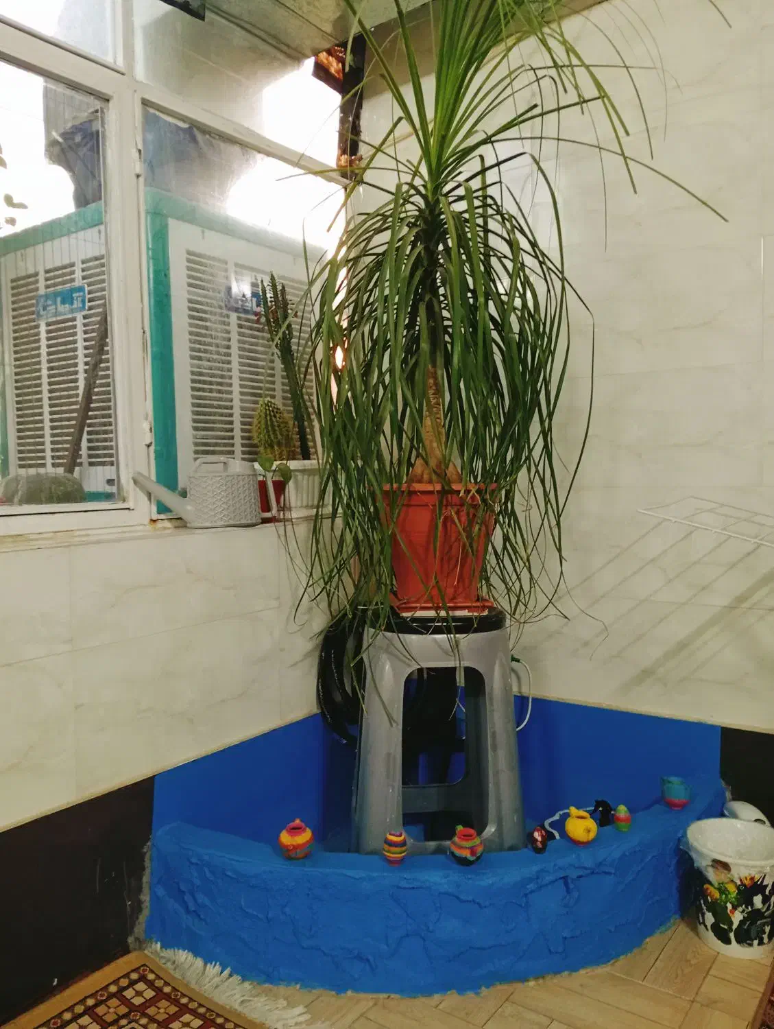 گل لیندا|گل و گیاه طبیعی|پردیس, فاز ۸|دیوار