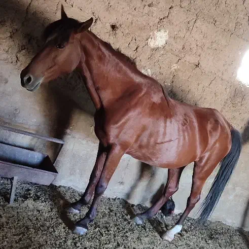 فروش اسب قیمت توافقی|اسب و تجهیزات اسبسواری|پاکدشت, پارچین|دیوار