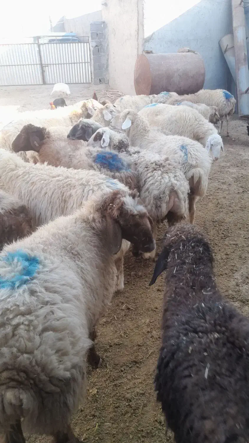 گوسفند داشتی|حیوانات مزرعه|شیروان (خراسان), |دیوار
