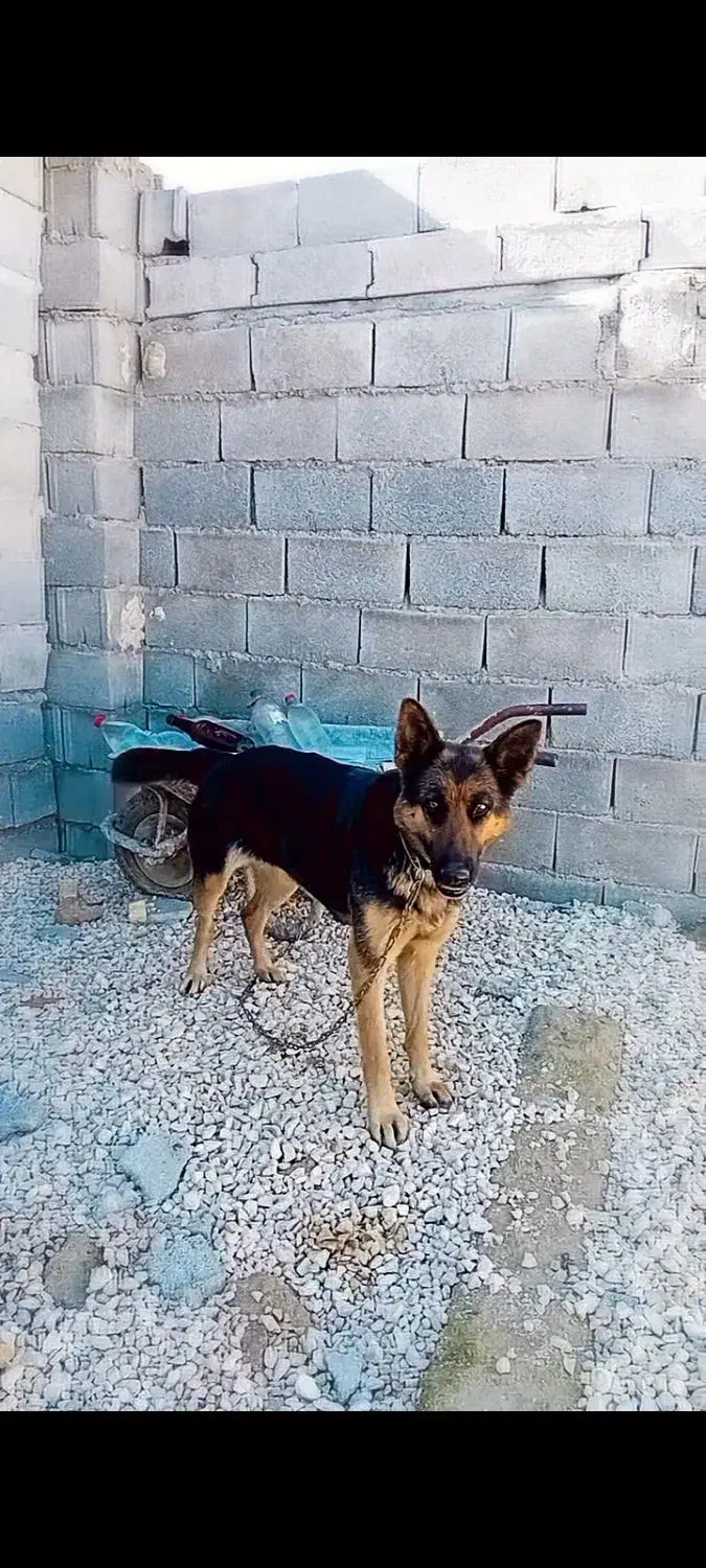 ژرمن ماده|سگ|اهواز, نادری|دیوار