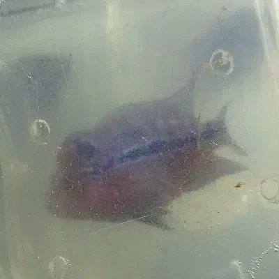 فروش فلاورهورن فلاور سوپر رد|ماهی|مشهد, حسابی جنوبی (شهرک غرب)|دیوار