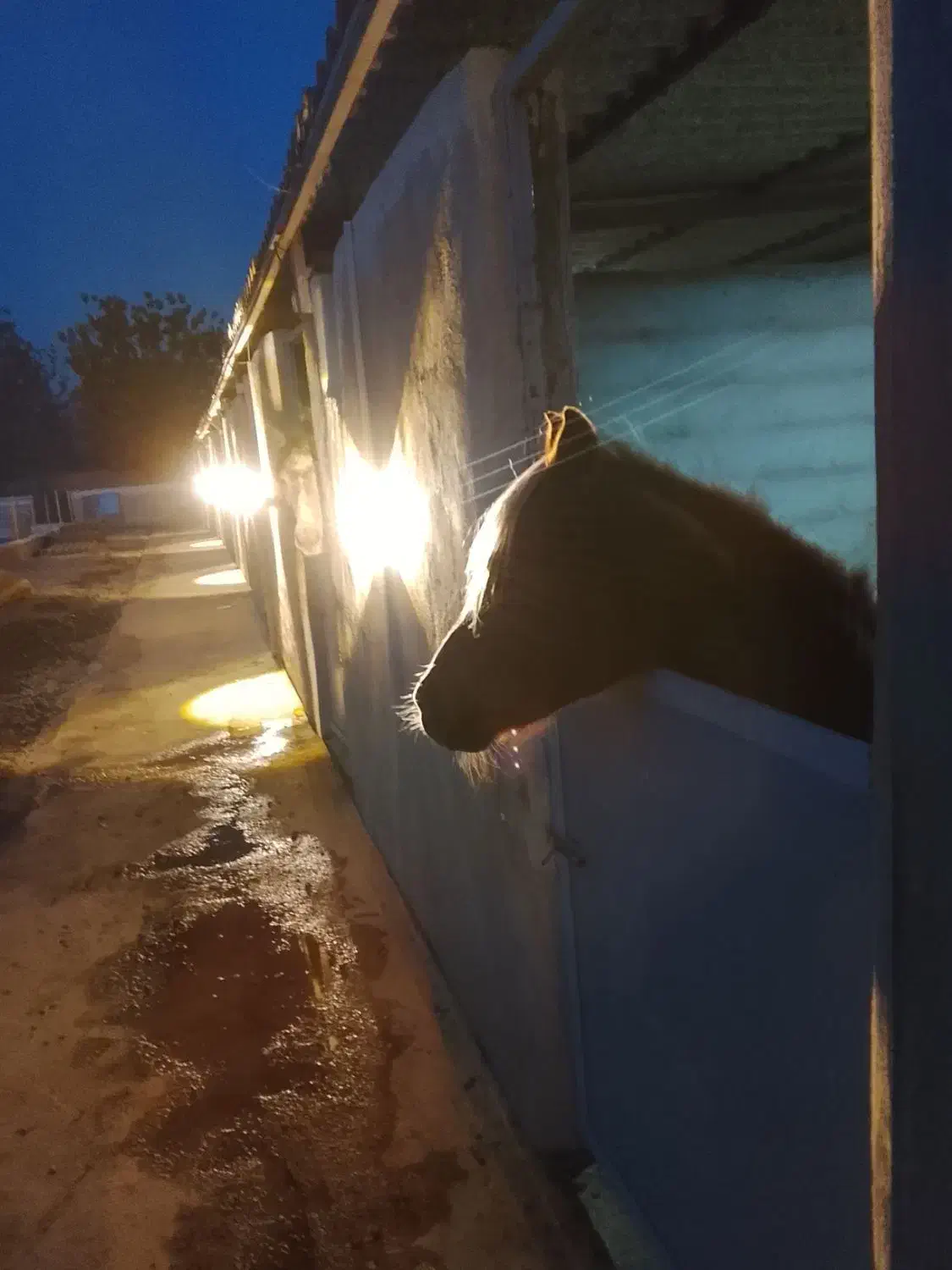 فروش اسب به صورت چکی|اسب و تجهیزات اسب‌سواری|تهران, حر|دیوار