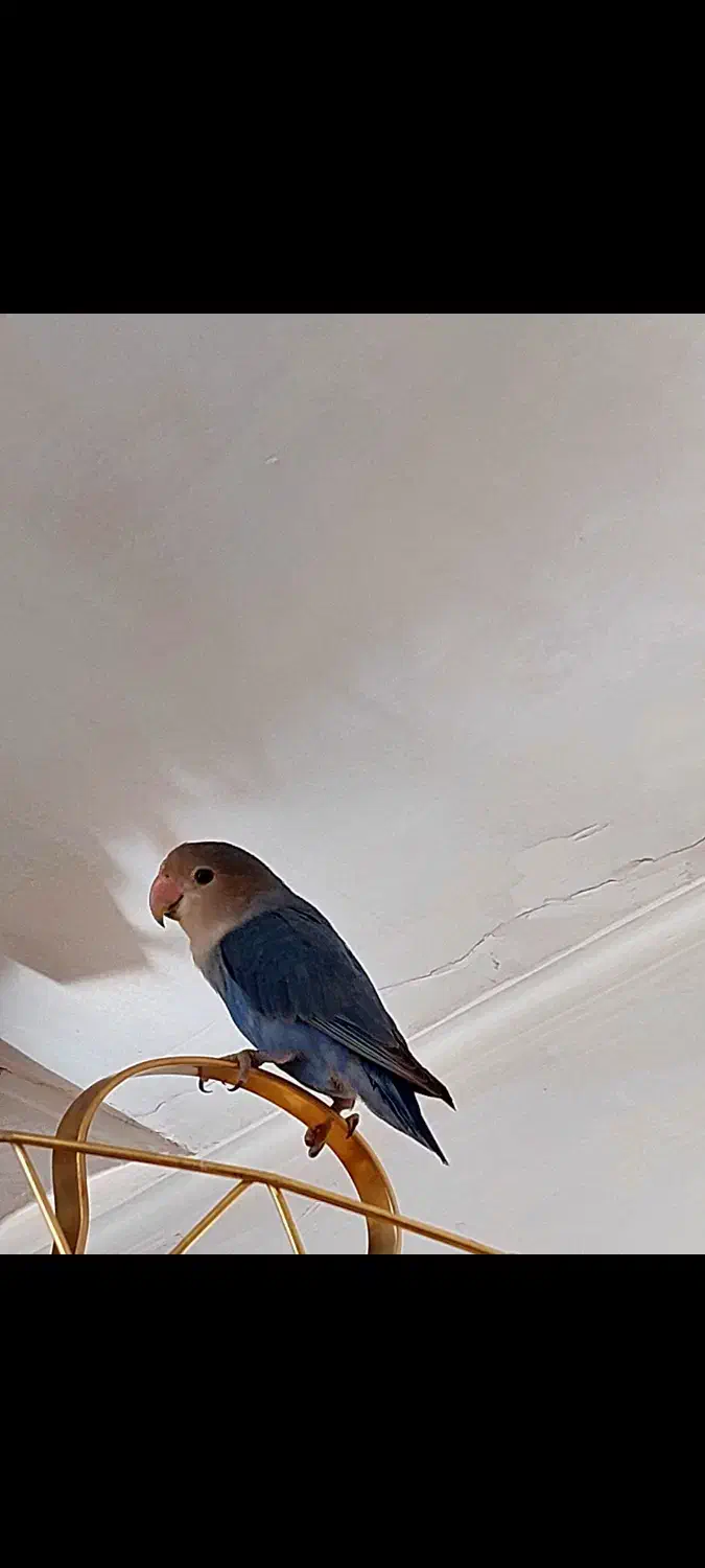 طوطی برزیلی دستی دو ماهه|پرنده|بوکان, |دیوار