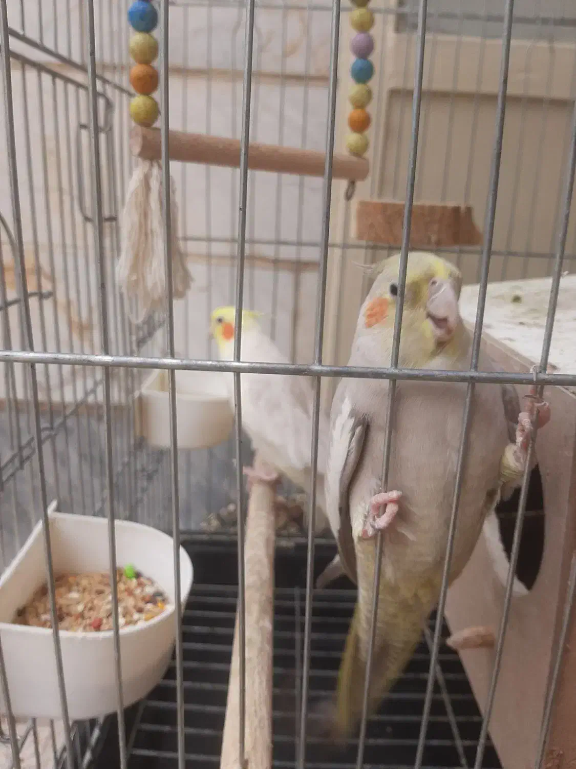 عروس هلندی|پرنده|اسلامشهر, شهرک لاله|دیوار