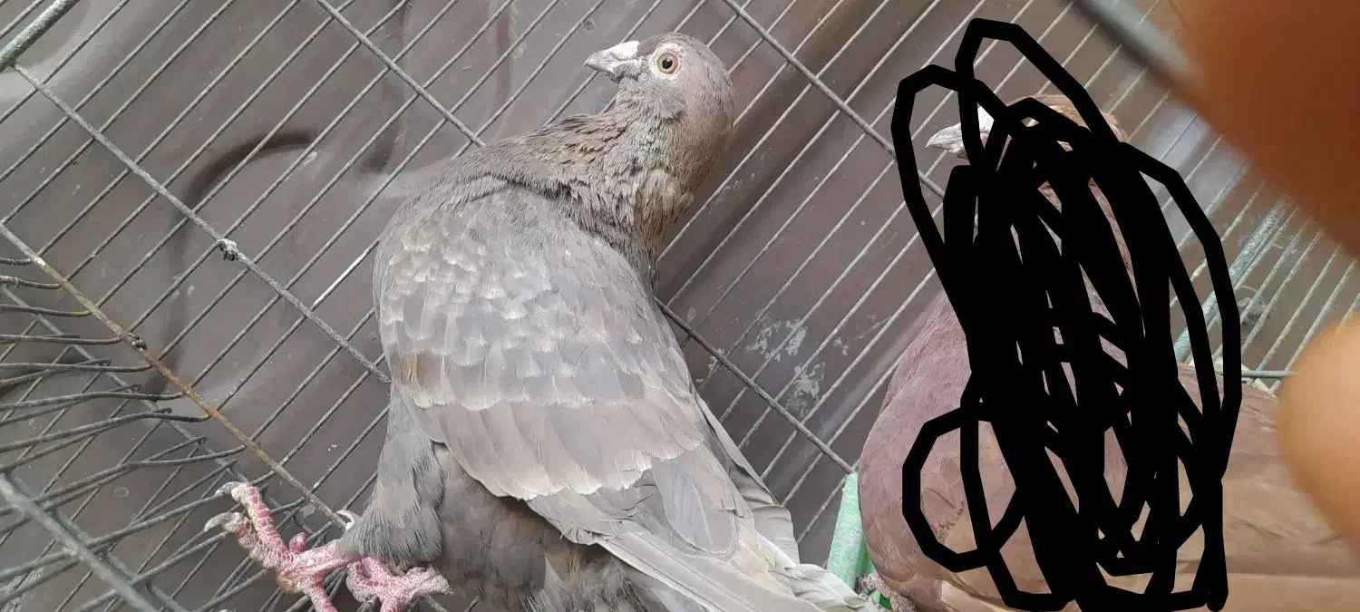 ماده دورگ قهوه ای|پرنده|مبارکه, |دیوار