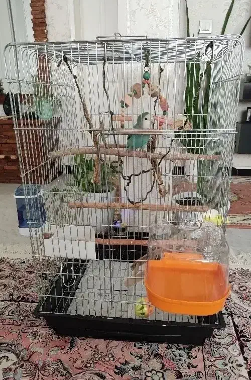 طوطی برزیلی|پرنده|سقز, |دیوار