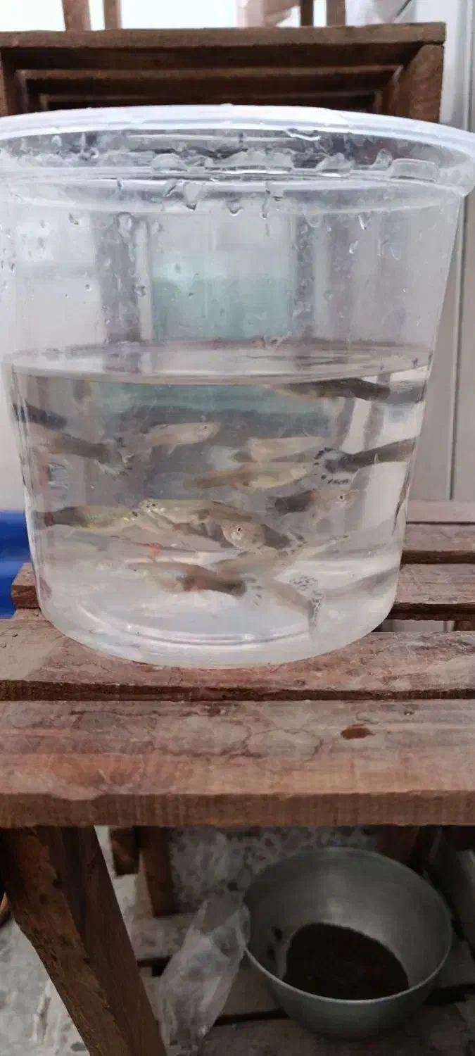 ماهی گوپی شکم پر از بهترین نژاد|ماهی|لردگان, |دیوار