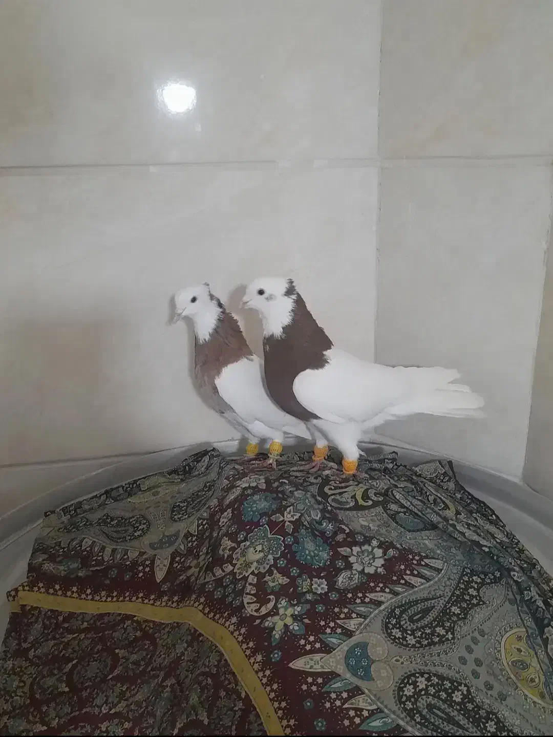 کبوتر|پرنده|اردبیل, |دیوار