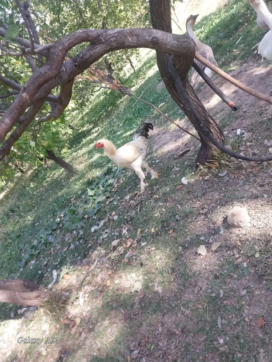 خروس نو جوان|حیوانات مزرعه|کشکسرای, |دیوار