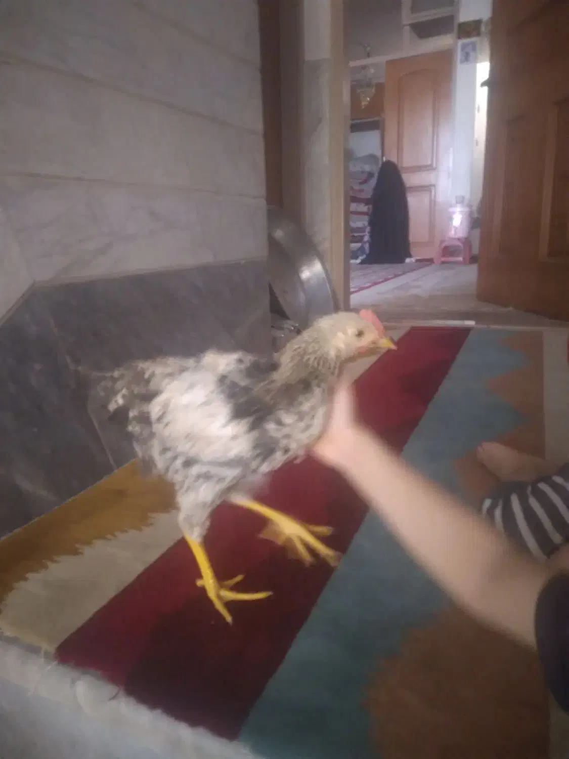 جوجه|حیوانات مزرعه|قم, نیروگاه|دیوار