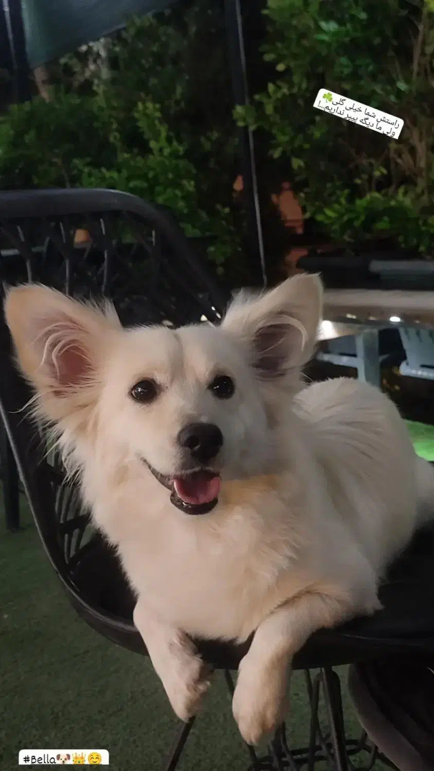 سگ تریر داشهوند تربیت شده فهمیده|سگ|سیرجان, |دیوار