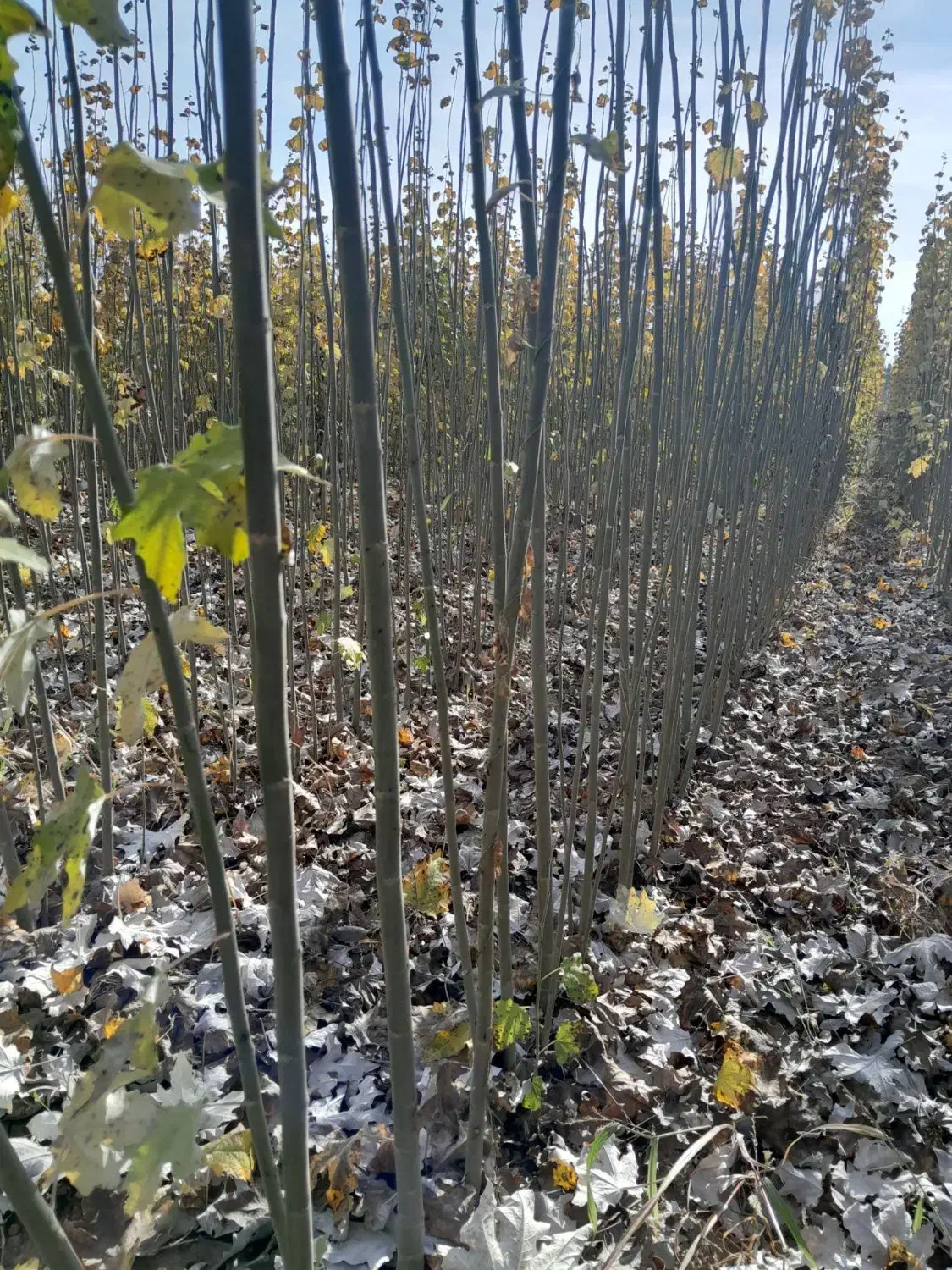 فروش نهال های کبوده رقم های خارجی بسیار مقاوم|خدمات باغبانی و درختکاری|شیراز, فرهنگیان|دیوار