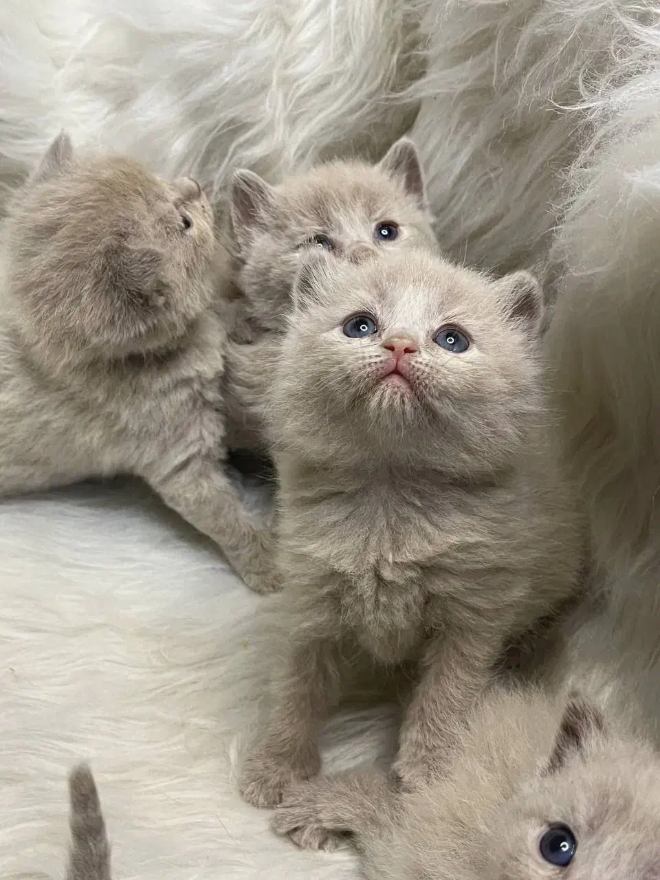 زیباترین گربه‌های خونگی با تربیت عالی|گربه|یزد, |دیوار