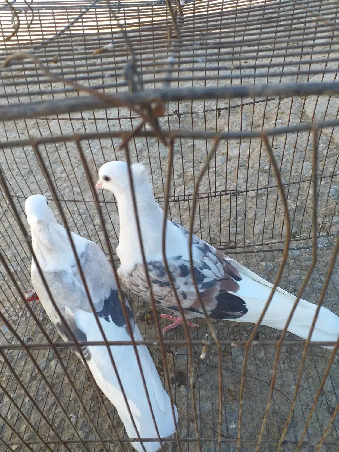 کفترنرسرخ پلنگ عروسک ماده کاغذی|پرنده|زاغه, |دیوار