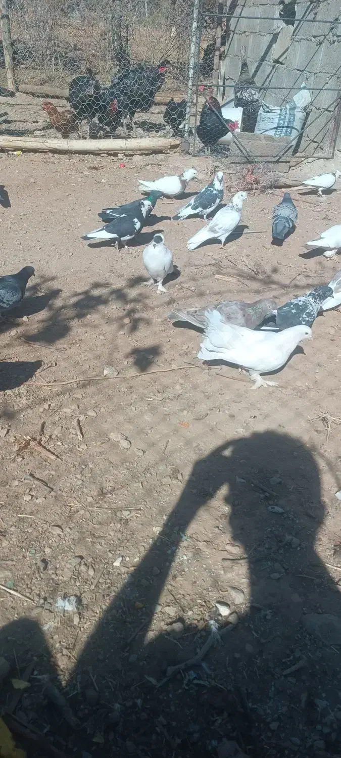 کفتر|پرنده|گلپایگان, |دیوار