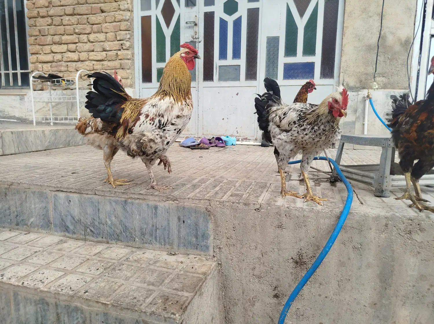 خروس کردی و دورگه چاق|حیوانات مزرعه|قلعه شاهین, |دیوار