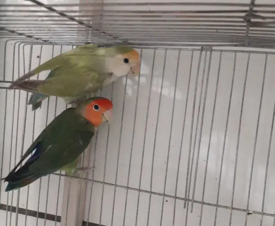 کتوله برزیلی|پرنده|بردسکن, |دیوار