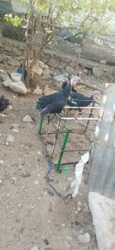 بوقلمون|حیوانات مزرعه|دهدشت, |دیوار