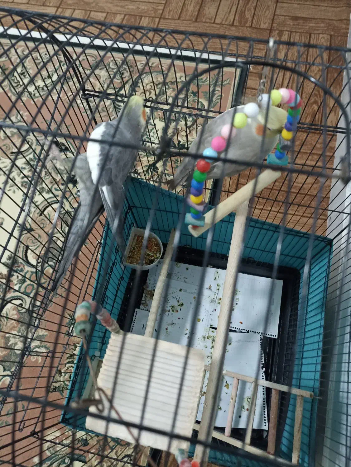 عروس هلندی|پرنده|محمدشهر, محمدشهر|دیوار