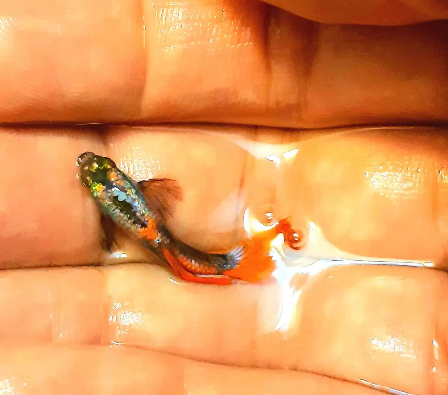 گوپی نژاد دامبو گرید A|ماهی|اصفهان, جلفا|دیوار