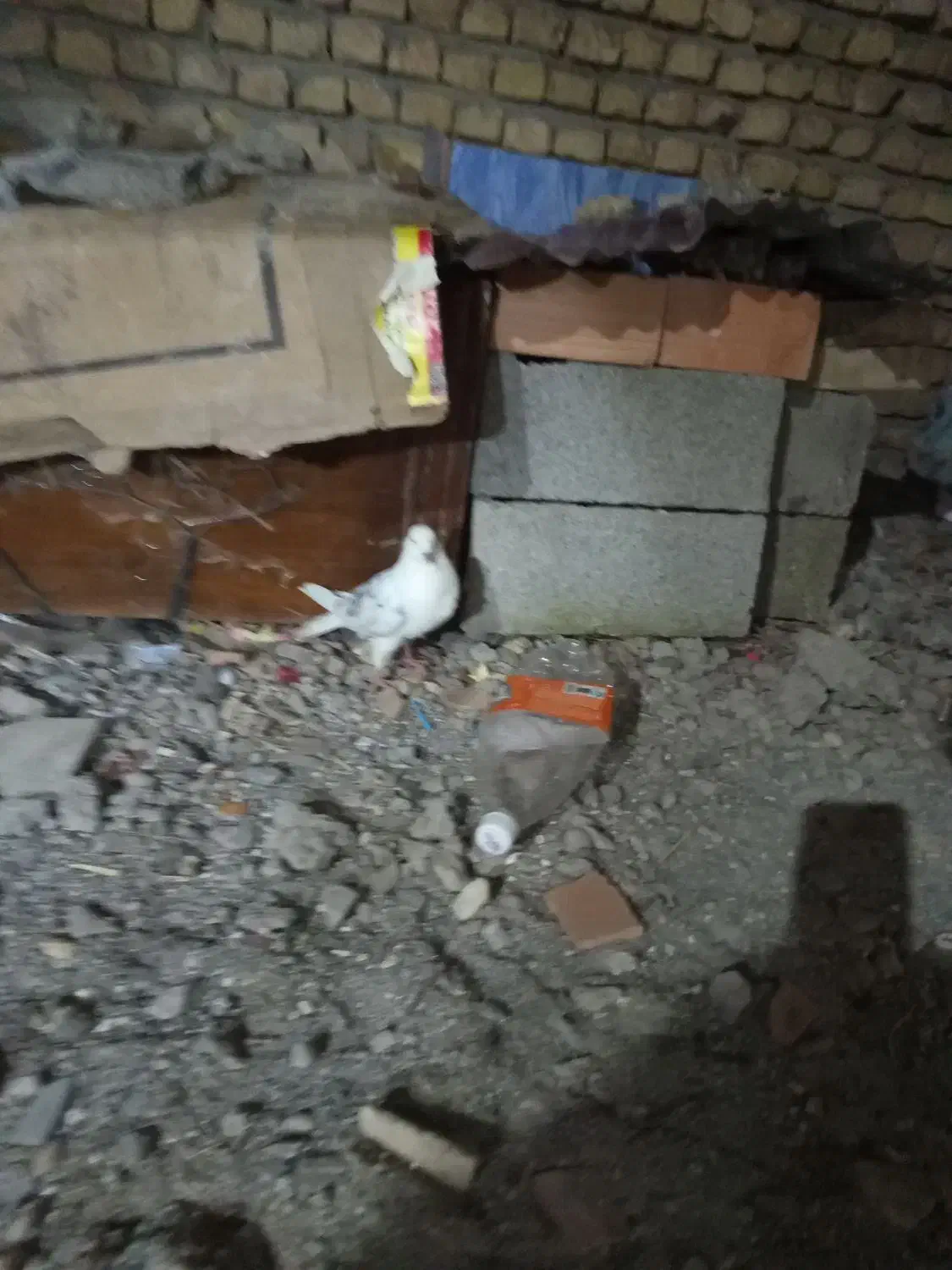 کبوتر|پرنده|سیمین شهر, |دیوار