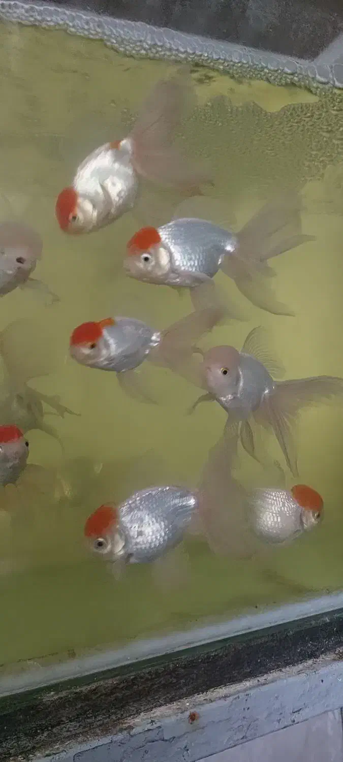 ماهی گلدفیش ردکپ مولد|ماهی|نوشهر, |دیوار