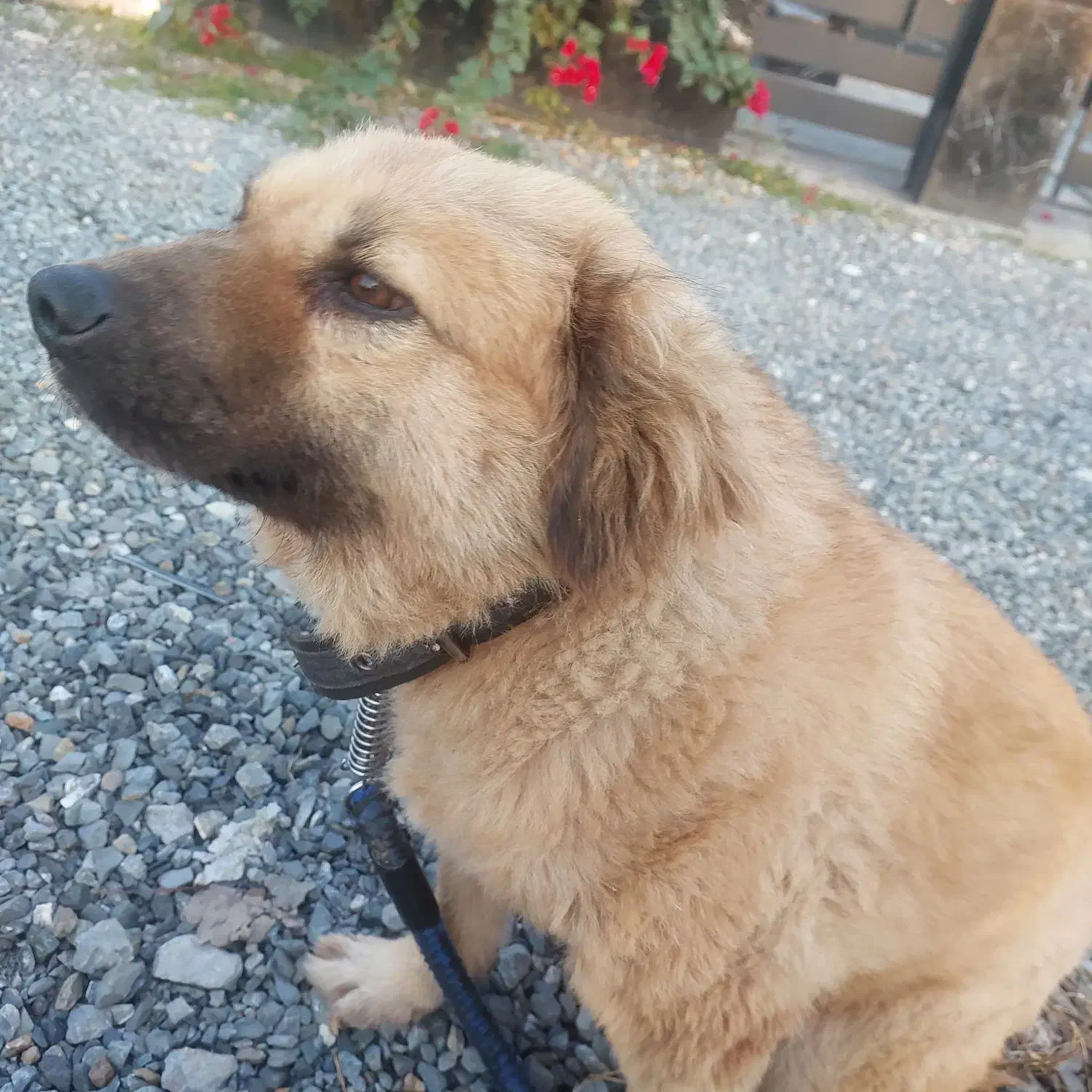 واگذاری سگ ماده میکس اشپیتز ۵ ساله عقیم شده|سگ|آمل, |دیوار