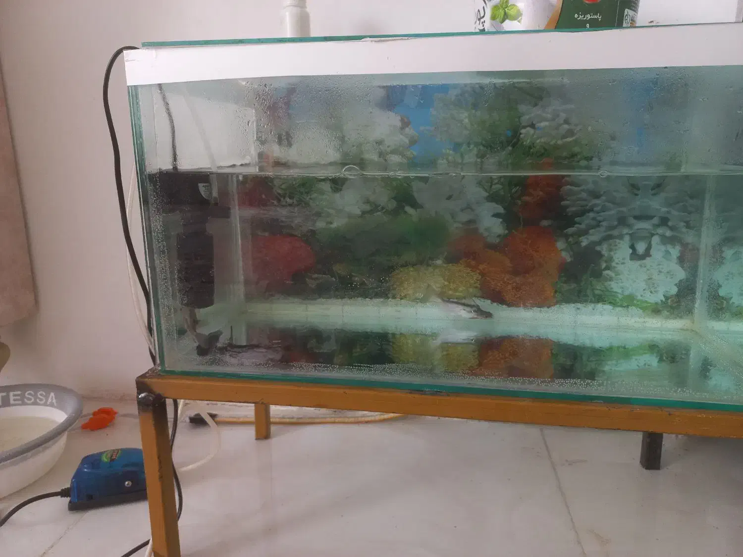 ماهی|ماهی|سنندج, |دیوار