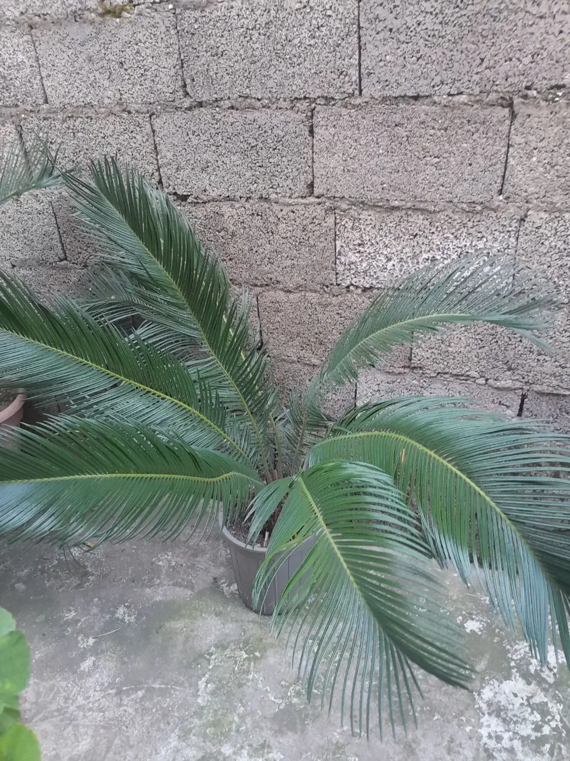 گل سیکاس|گل و گیاه طبیعی|رشت, سیا اسطلخ|دیوار