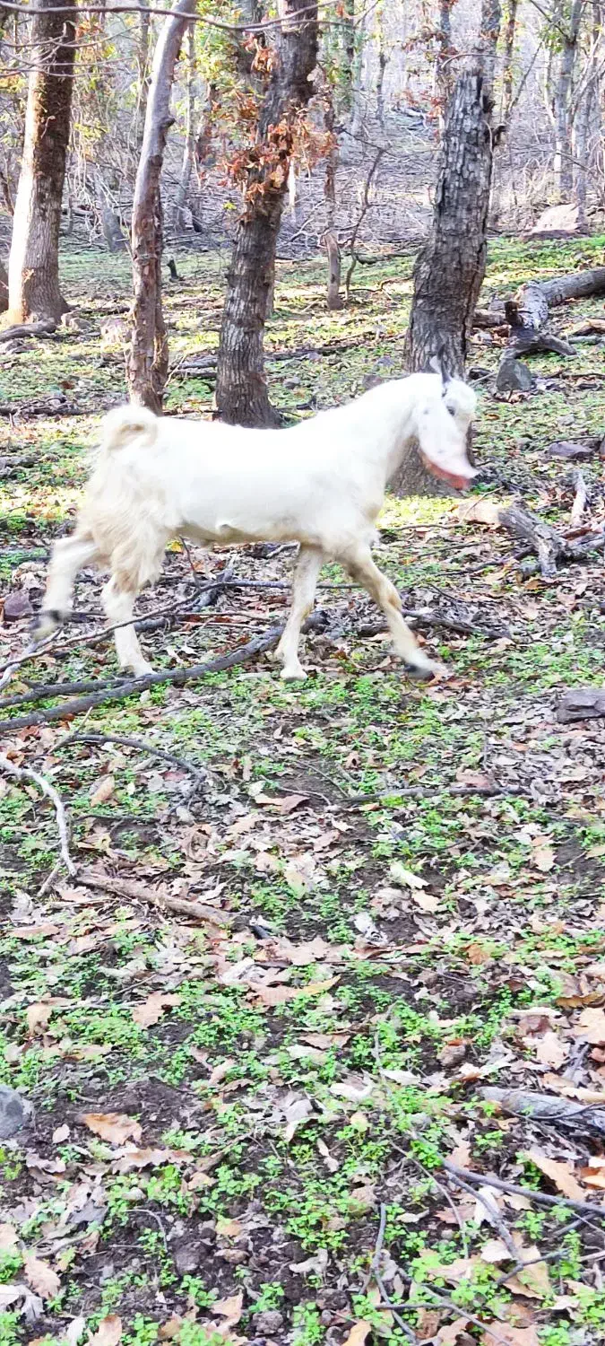 نر بز درشت قلم نژاد دار|حیوانات مزرعه|مینودشت, |دیوار