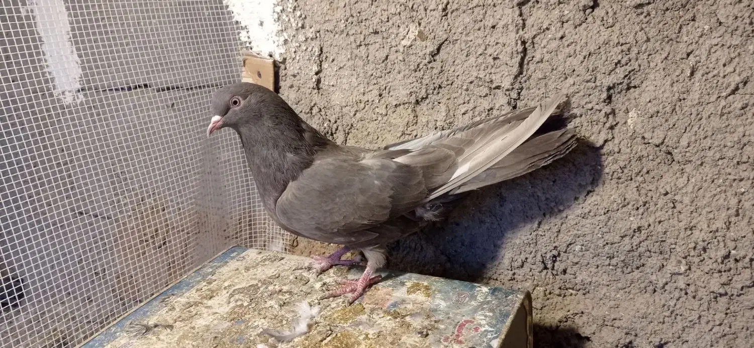 کبوترپر|پرنده|شهرکرد, |دیوار