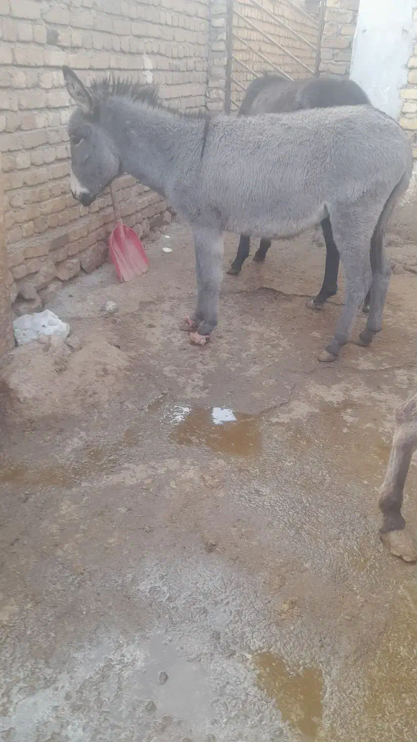 کره الاغ ماده باب گله ۱۰ماهشه هیکلی و درشت|حیوانات مزرعه|کنگاور, |دیوار