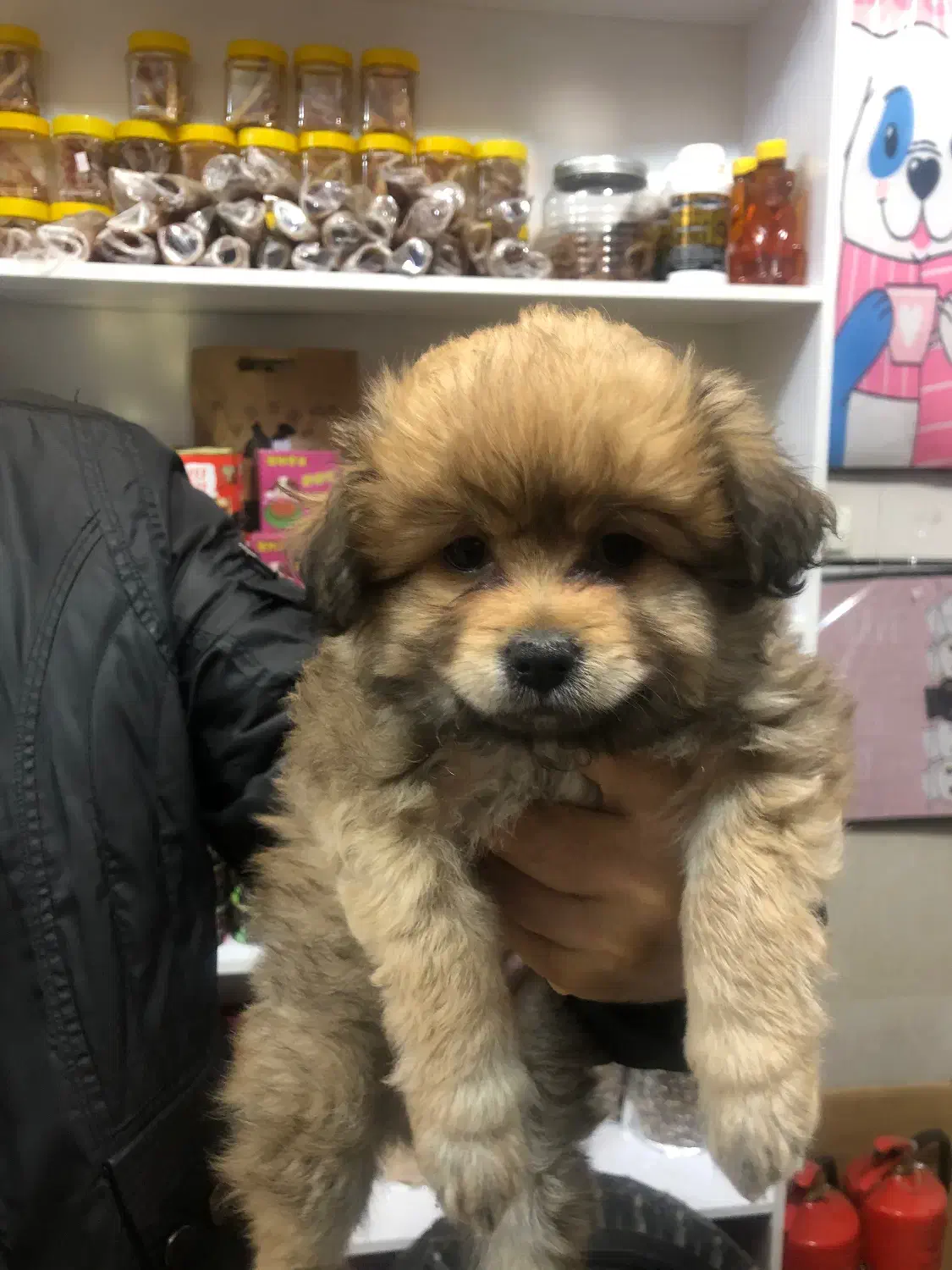 سگ پودل پامر|سگ|اردبیل, |دیوار