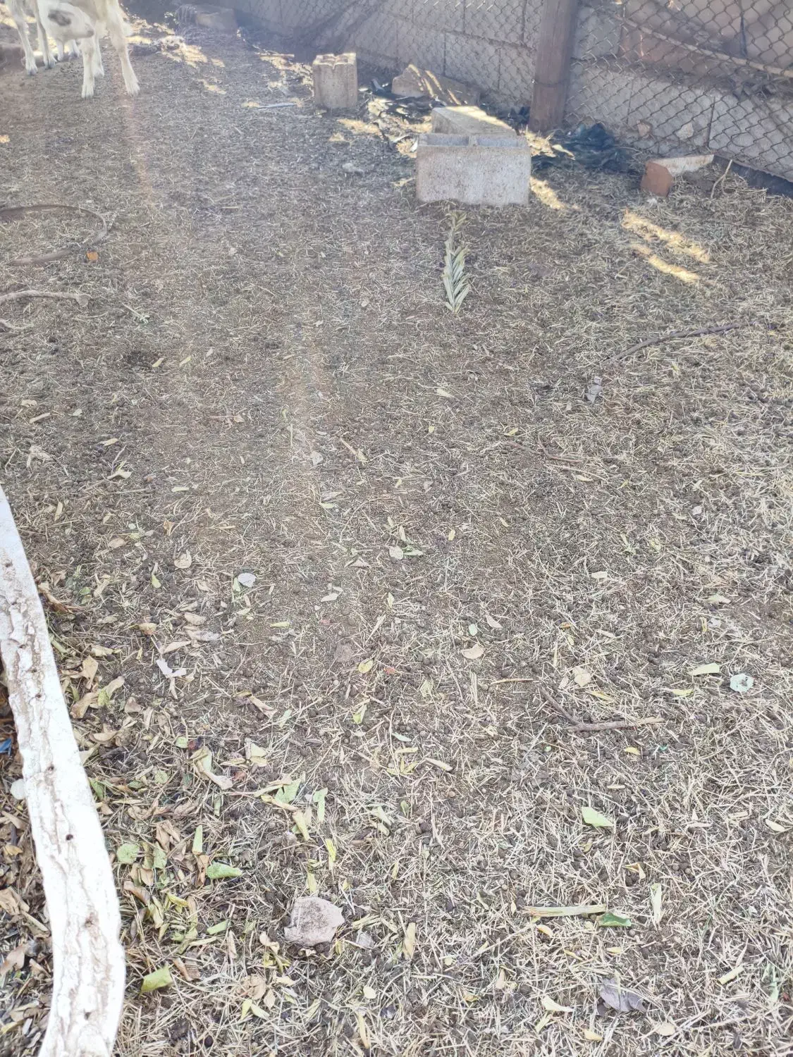 کود حیوانی 6 ساله|خدمات باغبانی و درختکاری|جم, |دیوار