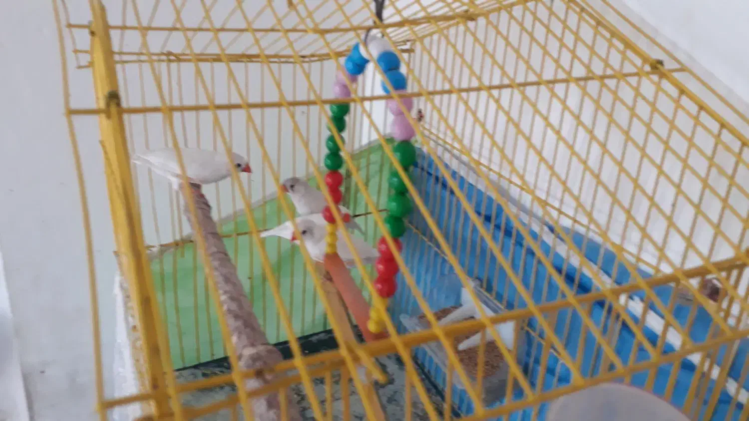 فنچ فروشی|پرنده|مشهد, گاز|دیوار