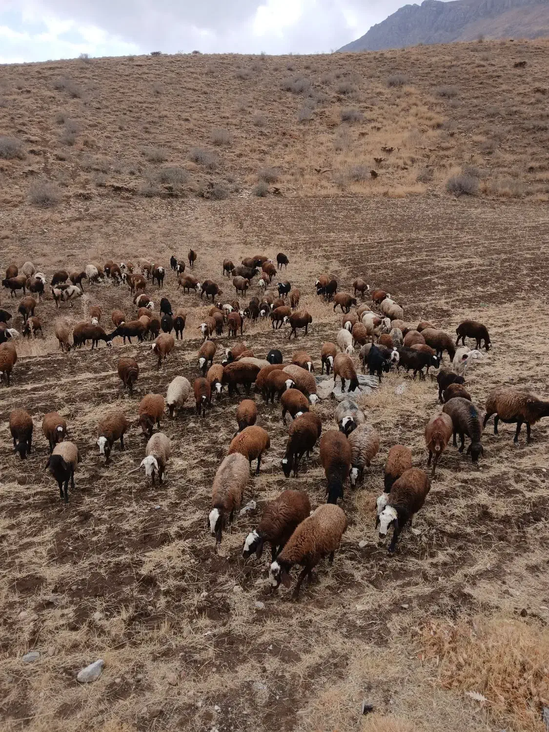 بره ماده شیشک|حیوانات مزرعه|زاغه, |دیوار
