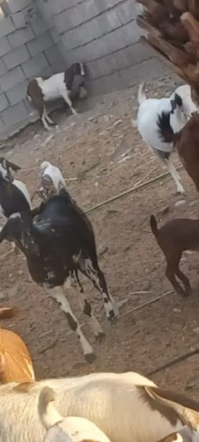 تعدادی بز با کهر و کهر نر و بز ابس فروش یکجا|حیوانات مزرعه|شمیل, |دیوار