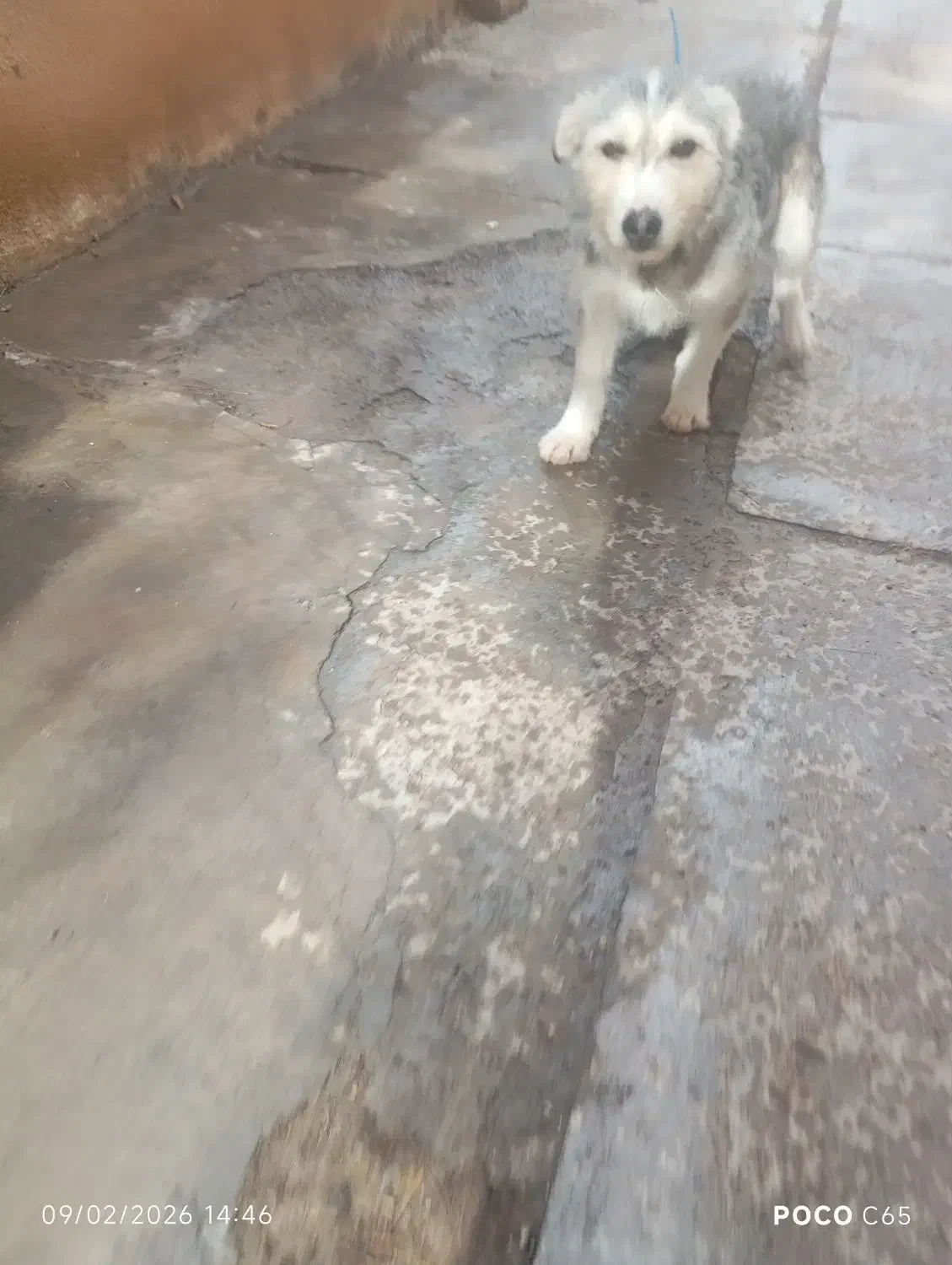 سک نژدار|سگ|قزوین, |دیوار