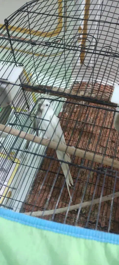 عروس هلندی کوتوله|پرنده|ایرانشهر, |دیوار