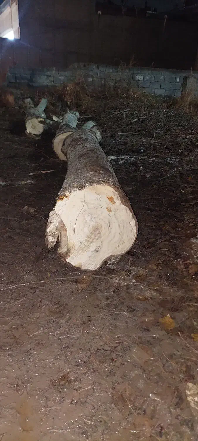 فروش چوب قیمت۱۲تومن|عمدهفروشی|هشتگرد, شهرک سهیلیه|دیوار