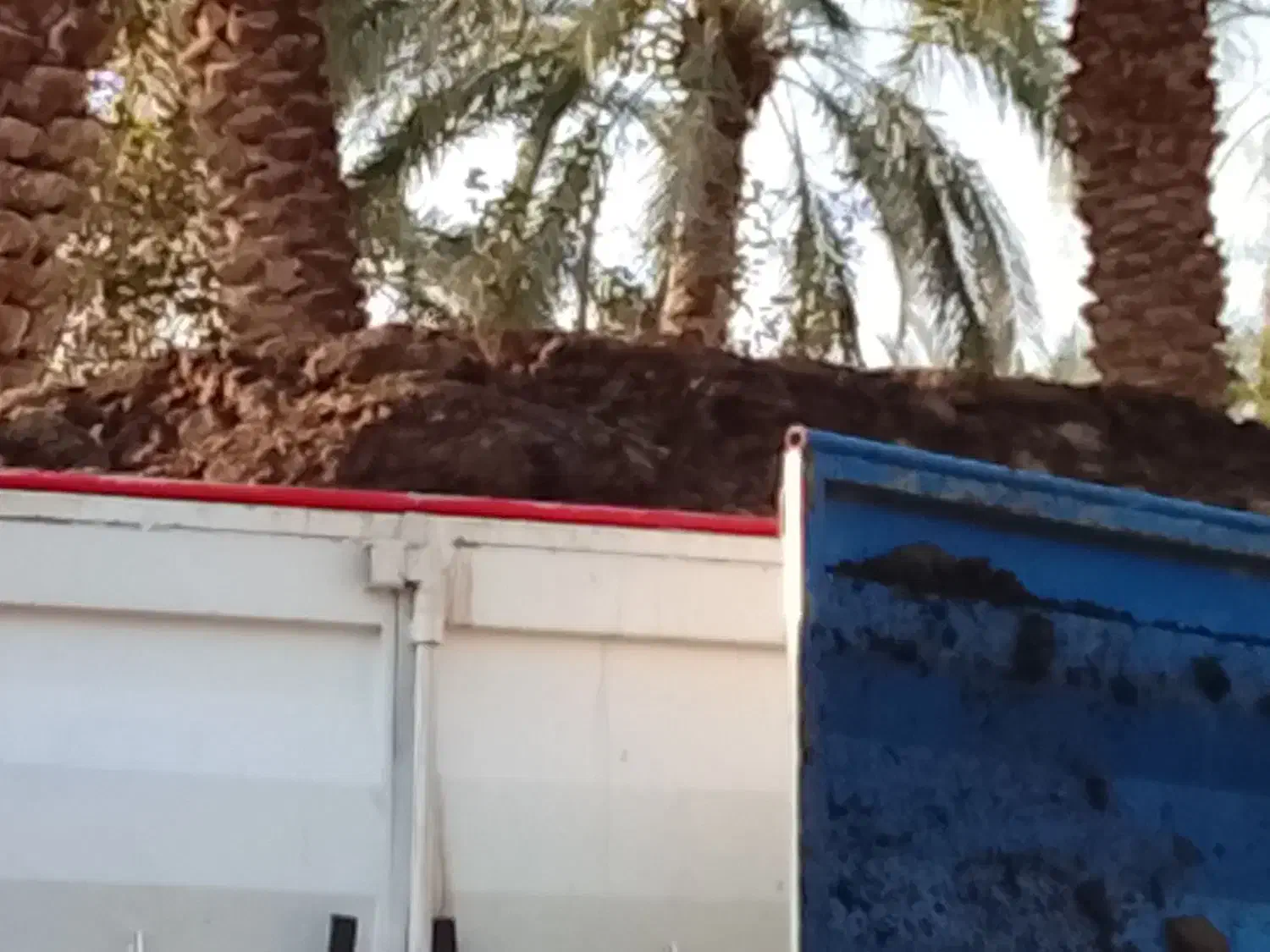 پخش کود حیوانی گاوی خالص|خدمات باغبانی و درختکاری|بم, |دیوار