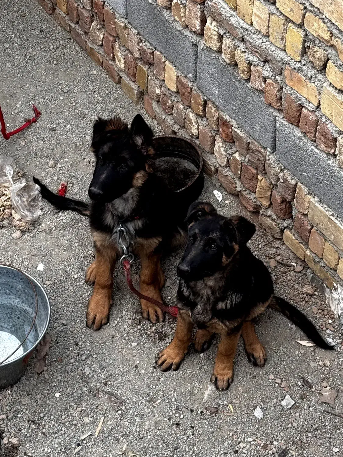 سگ ژرمن|سگ|اشتهارد, |دیوار