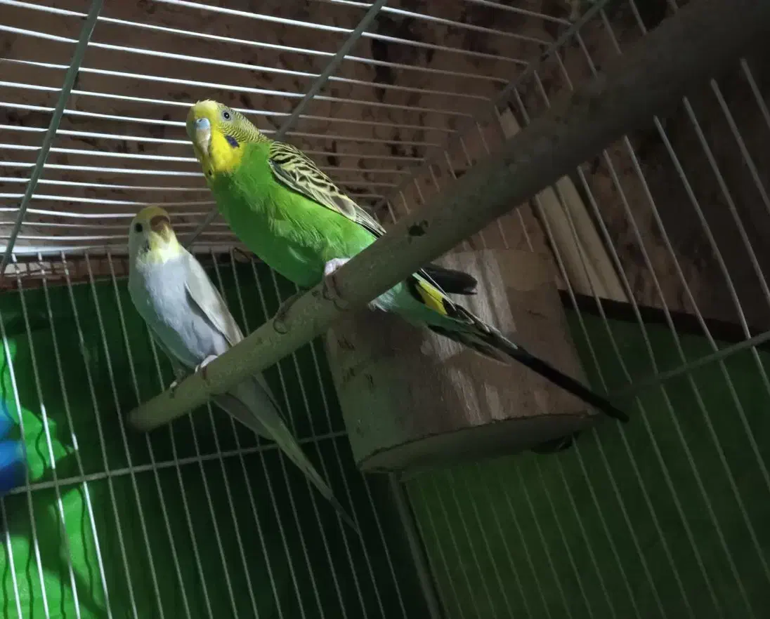 مرغ عشق 5تخم|پرنده|بردسکن, |دیوار