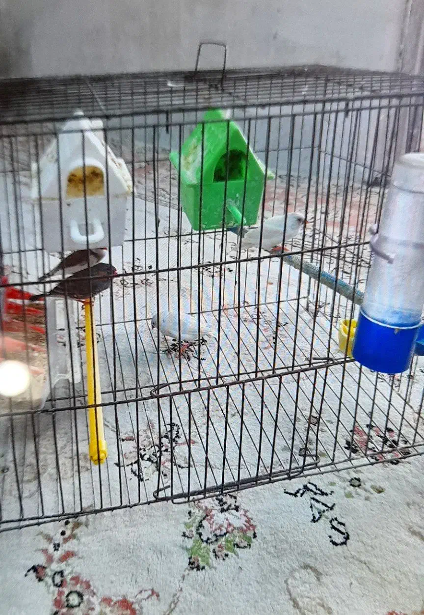 پرنده فنچ|پرنده|خمینی‌شهر, |دیوار