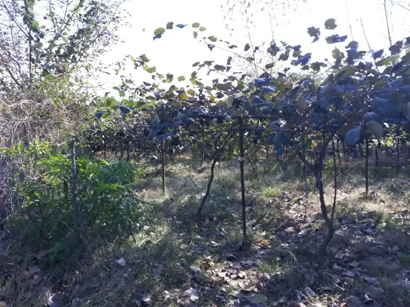 ۶هکتارزمین کشاورزی نظرآباد|فروش دفتر صنعتی، کشاورزی، تجاری|محمدشهر, محمدشهر|دیوار