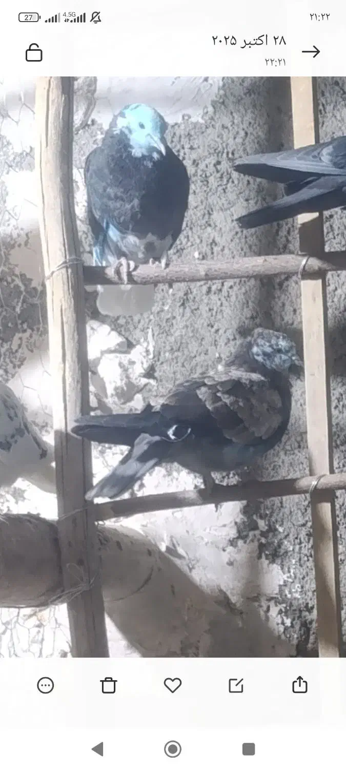 کبوتر غریب|پرنده|گیان, |دیوار