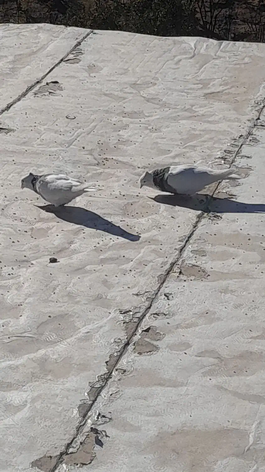 کبوتر|پرنده|بازفت, |دیوار