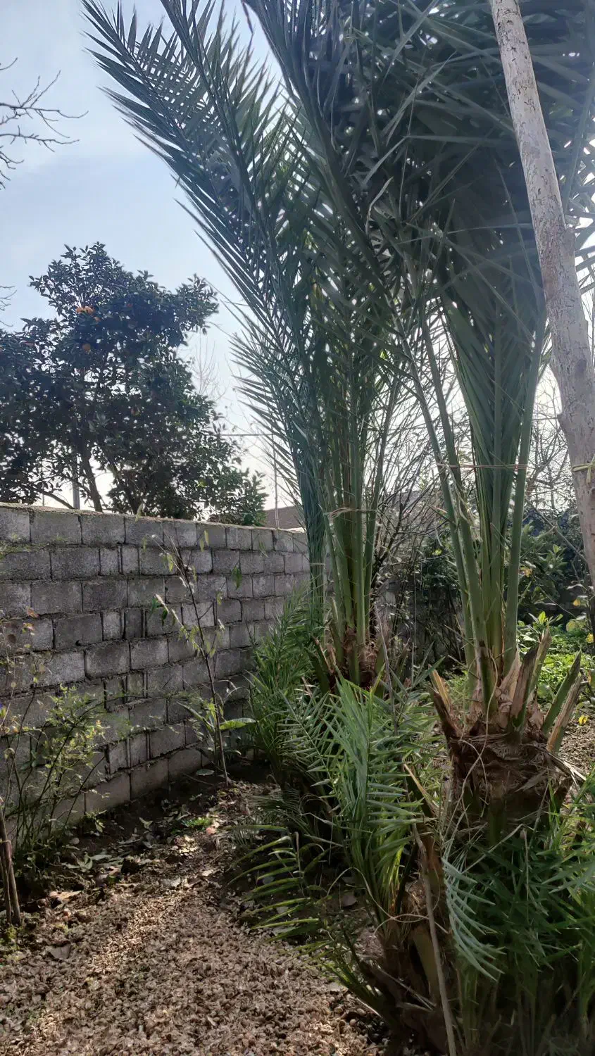 نخل|گل و گیاه طبیعی|رودبنه, |دیوار